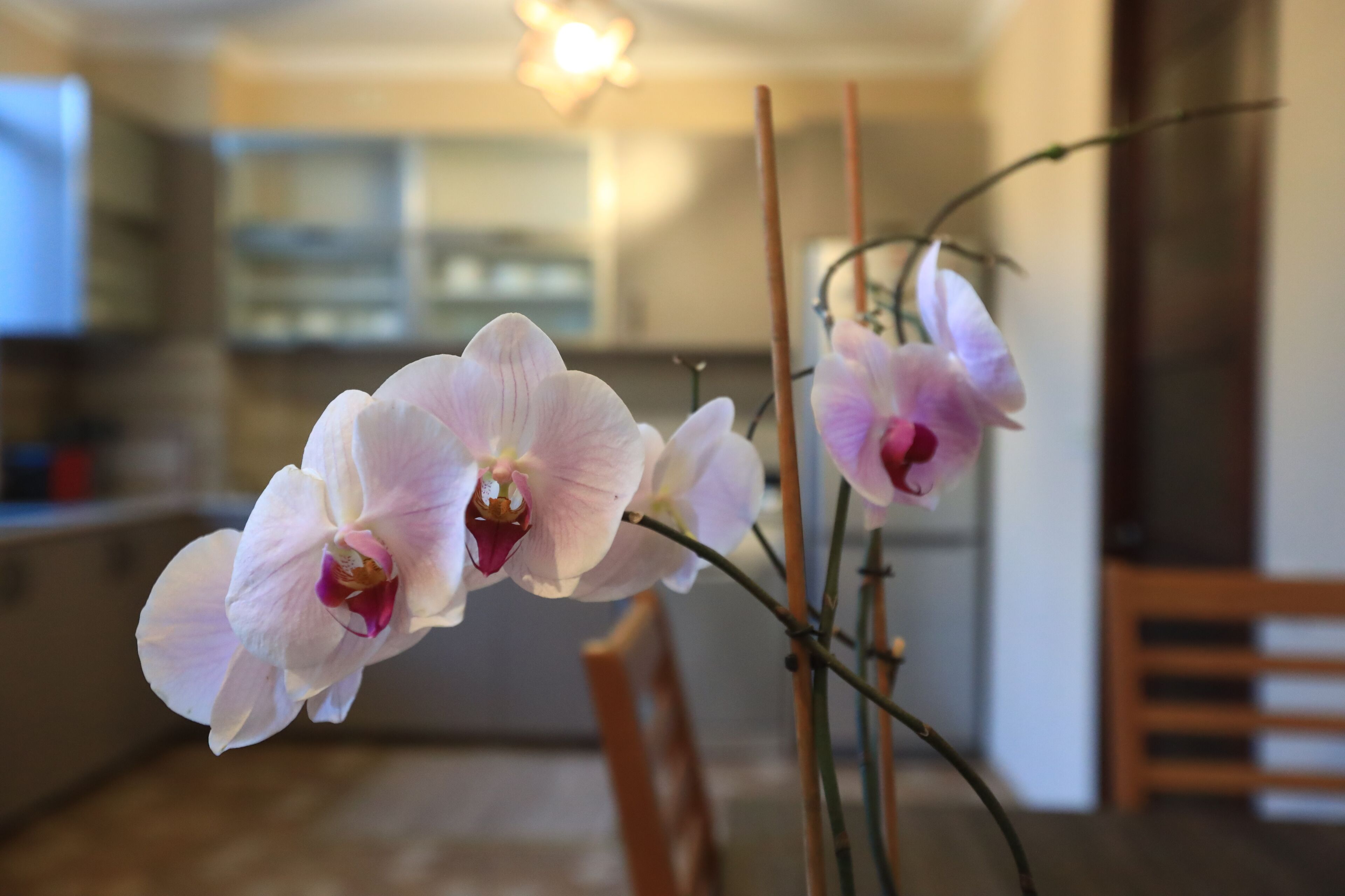 Un gros plan de fleurs d’orchidées dans une pièce où l’on aperçoit une chaise en bois et un arrière-plan flou qui laisse deviner un coin repas.