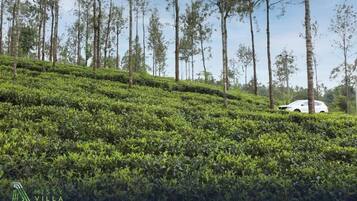 A lush, green tea plantation with a white car parked on a hill.
