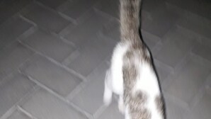 Un gato caminando sobre un piso de baldosas.