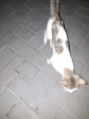 Pet-friendly - Lodge - Sleeps 6 - Parking - Garden (Cockermouth)