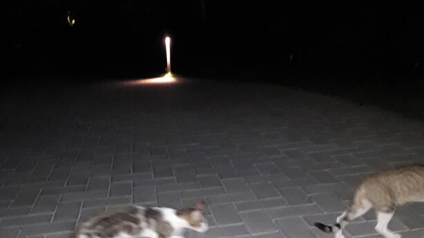 Dos gatos sobre una superficie pavimentada de noche.