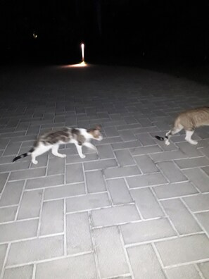 Property grounds - Lodge - Sleeps 6 - Parking - Garden (Cockermouth)