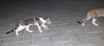 Lodge - Sleeps 6 - Parking - Garden