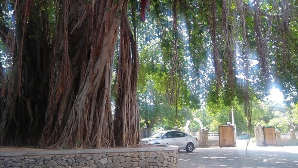 A tree-lined street with a parked car and a stone wall. - Trinco Rest House (Trincomalee)