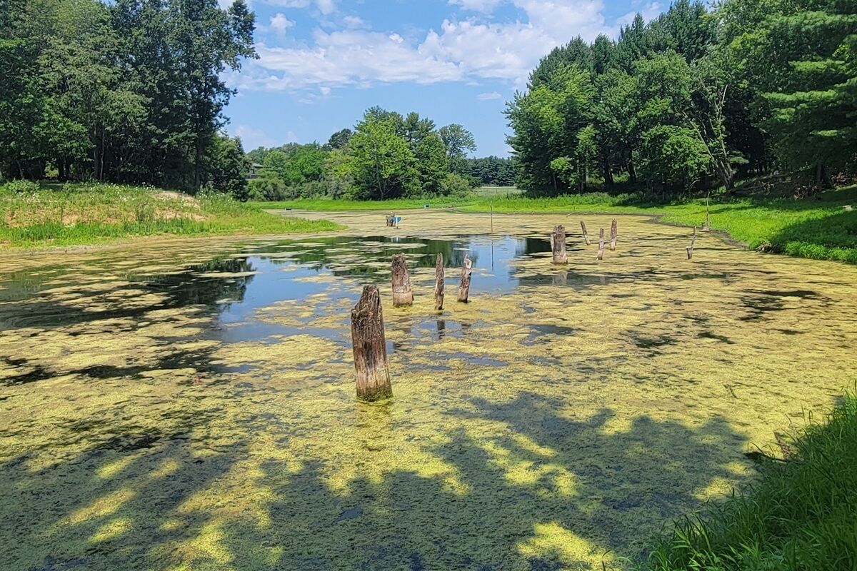 A natural landscape with a water body, trees, and a clear sky.