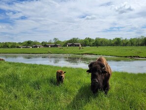 Eine Wiese mit einem Fluss, einigen Kühen und Gebäuden im Hintergrund.