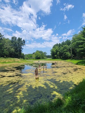 Surrounded by lush greenery and trees, this serene pond offers a peaceful escape.