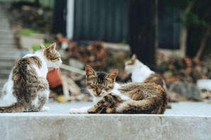 คอทเทจโรแมนติก, วิวทะเล | ลานระเบียง/นอกชาน