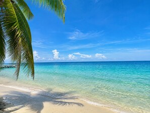 Una playa con agua turquesa cristalina, una orilla de arena y una palmera.