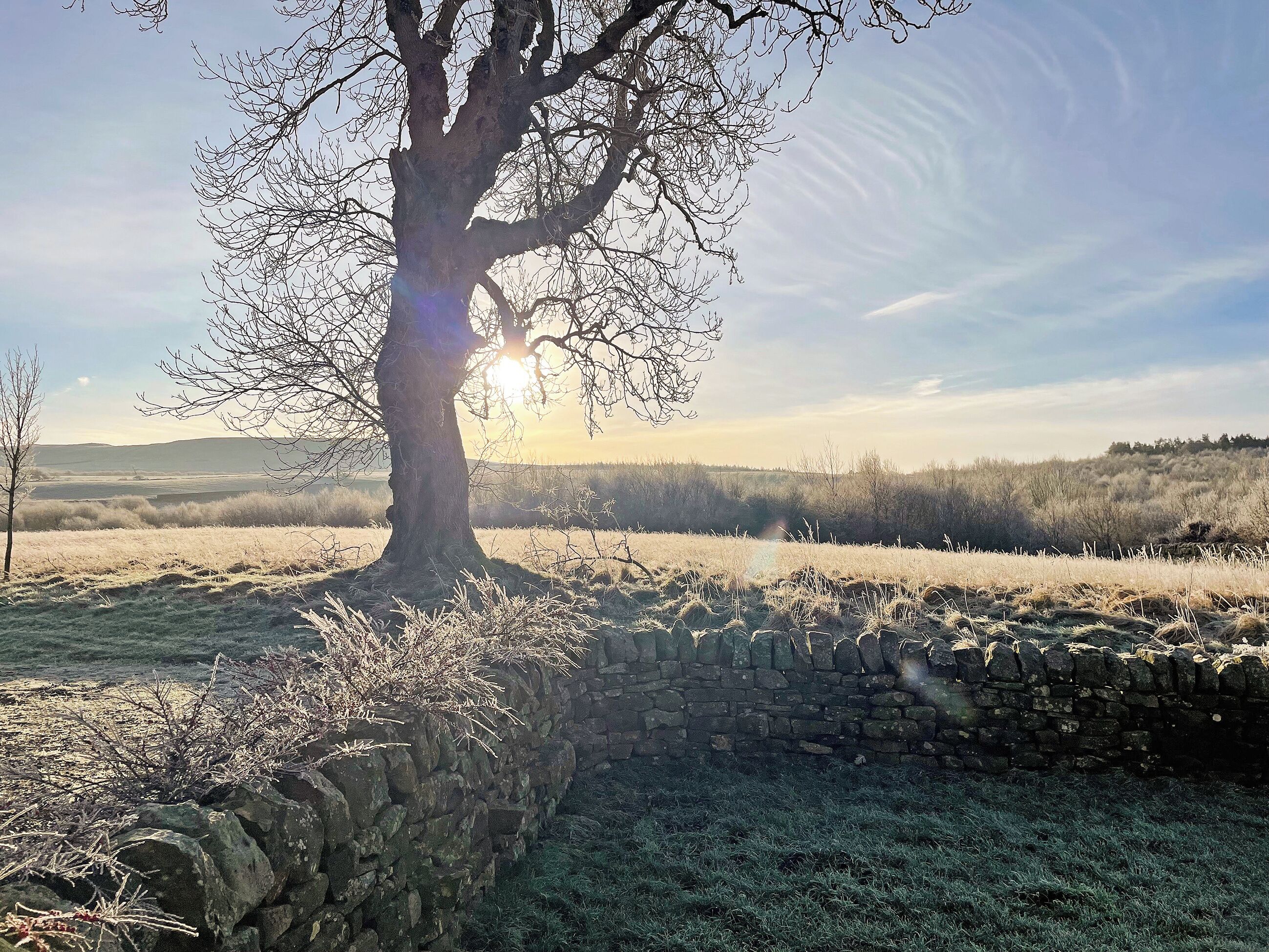 Un muro di pietra con un albero in primo piano e un campo sullo sfondo.