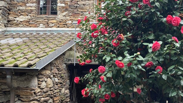 A stone building with a rustic aesthetic, a small table and chairs in the foreground, and a bush of red flowers. - Come stay in our "Little Nest"! (Brissago)