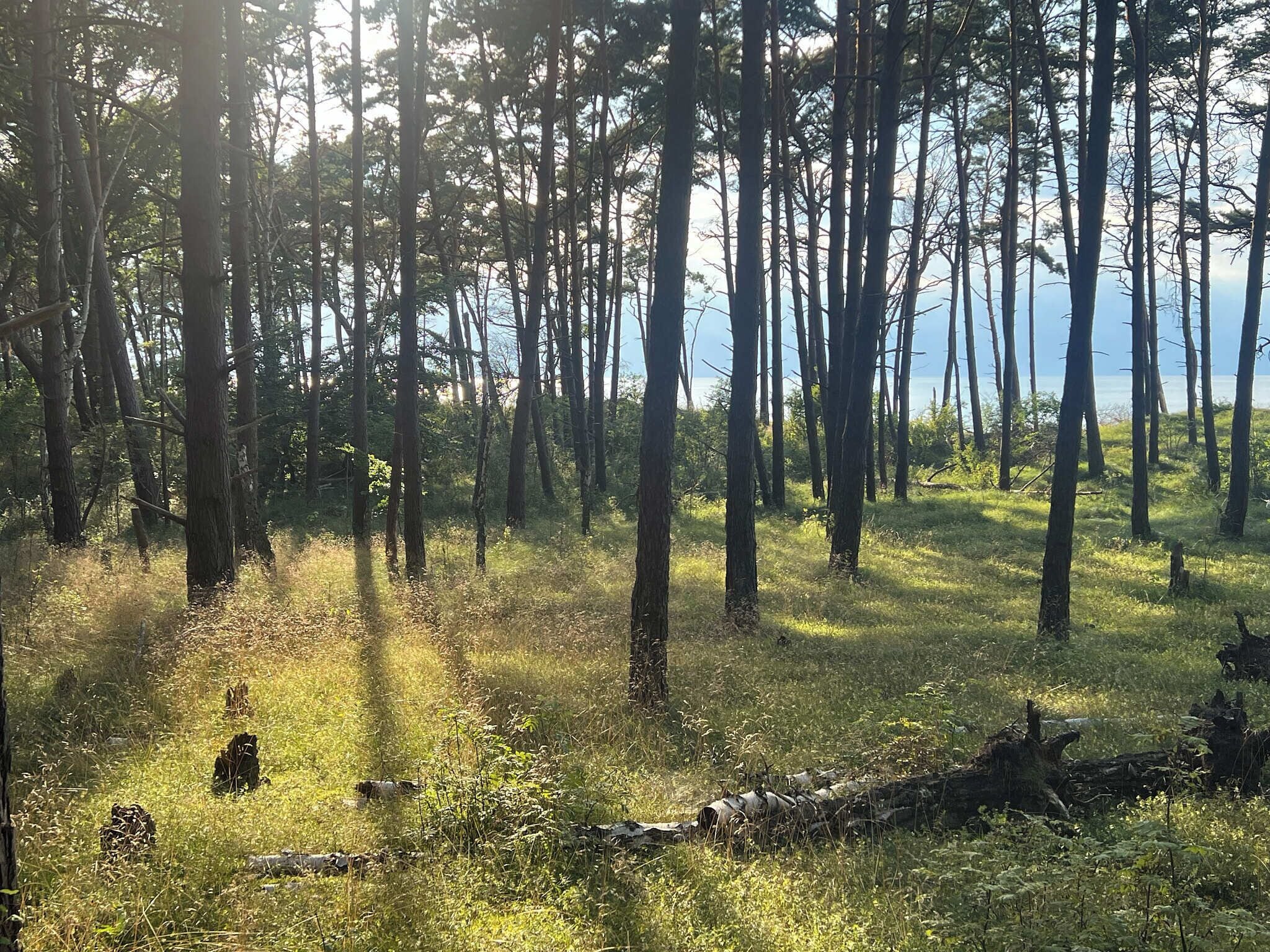 A forest with tall trees and a grassy area.
