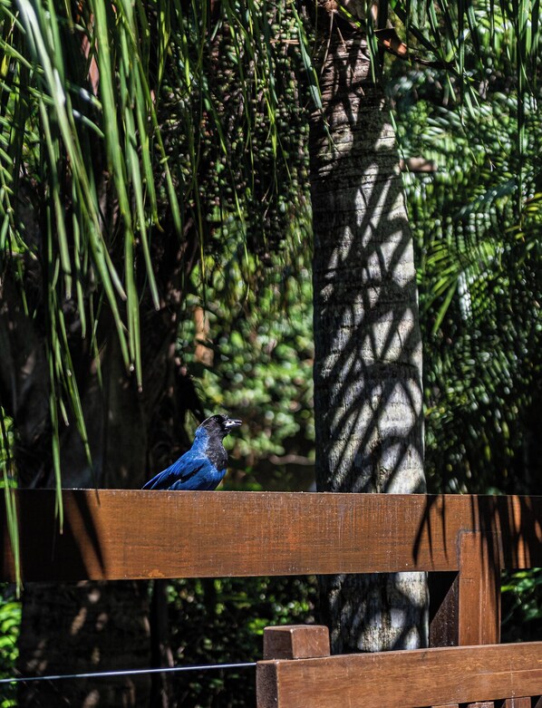 Un pájaro posado en un banco de madera en un entorno natural, con árboles y follaje al fondo.