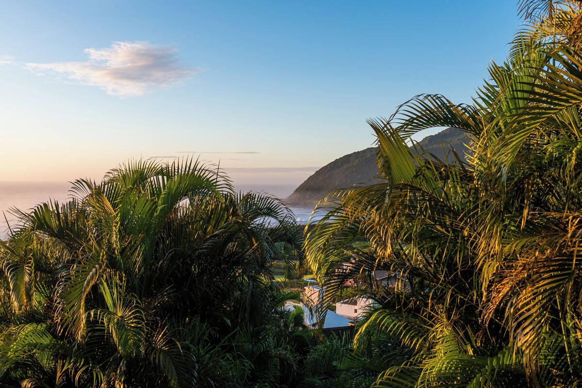 A coastal view with palm trees and a mountain in the background.