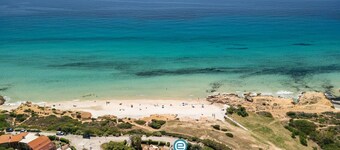 Pinus Blissful Breeze