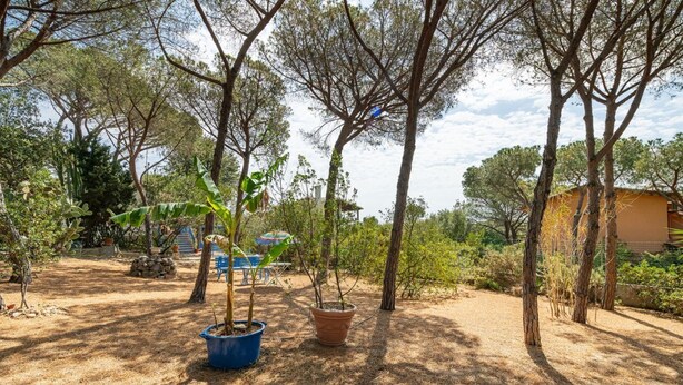 A garden with potted plants and trees, a stone wall, and a building in the background. - Villa Bluebell - Pula (Pula)