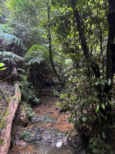 Log Cabin OFF GRID, fire place, balconies/library/ Rain forrest, walk, swim. 