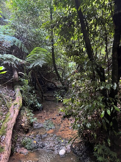 Log Cabin OFF GRID, fire place, balconies/library/ Rain forrest, walk, swim. 