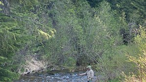 A person standing by a flowing river in a forested area. - Back Country Getaway. Complete 30/50 RV Site. (Kingston)