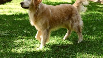 Chambre Double Confort | Vue sur le jardin