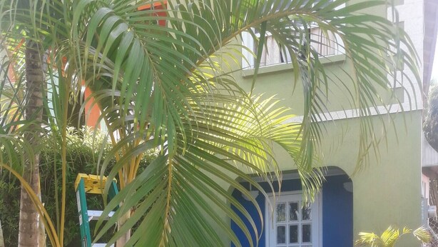 A courtyard with a palm tree, a green ladder, and a blue door. - BEYOND IMAGINATION (St. Thomas)