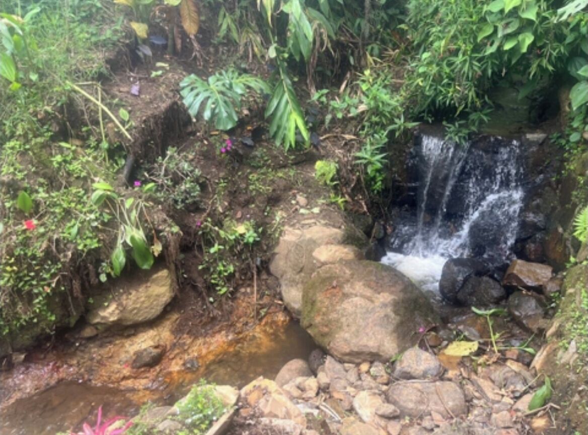Una fuente natural con una pequeña cascada, rodeada de rocas y diferentes plantas.