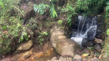 Una fuente natural con una pequeña cascada, rodeada de rocas y diferentes plantas.