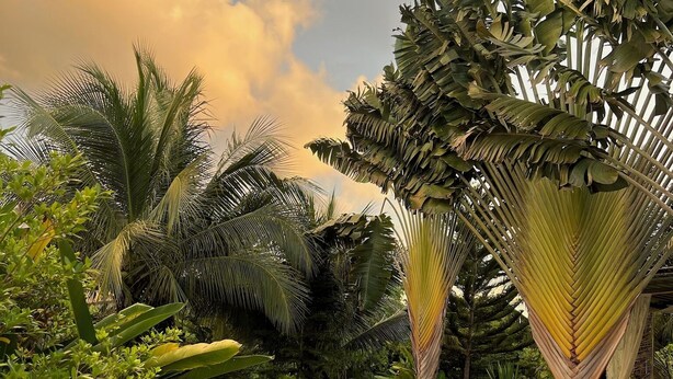 A pool area with a sign providing safety tips, surrounded by lush tropical plants and palm trees. - The Canopy Krabi (Krabi)