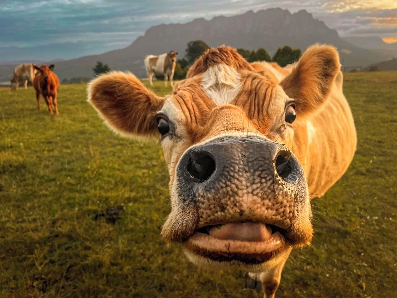 A close-up of a cow's face with a mountainous background.