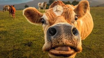 A close-up of a cow's face with a mountainous background.