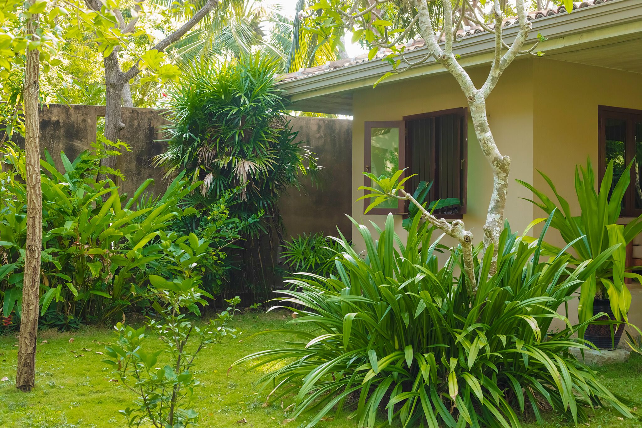 Un jardin luxuriant, avec une variété de plantes et d’arbres, un petit bâtiment doté d’un toit en tuiles et, au fond, un mur en béton.