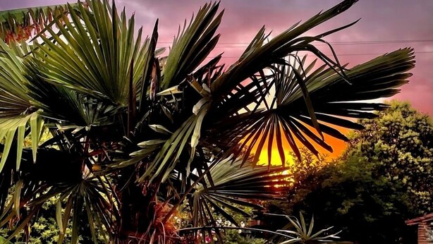 A pool surrounded by lush greenery and a sunset in the background.