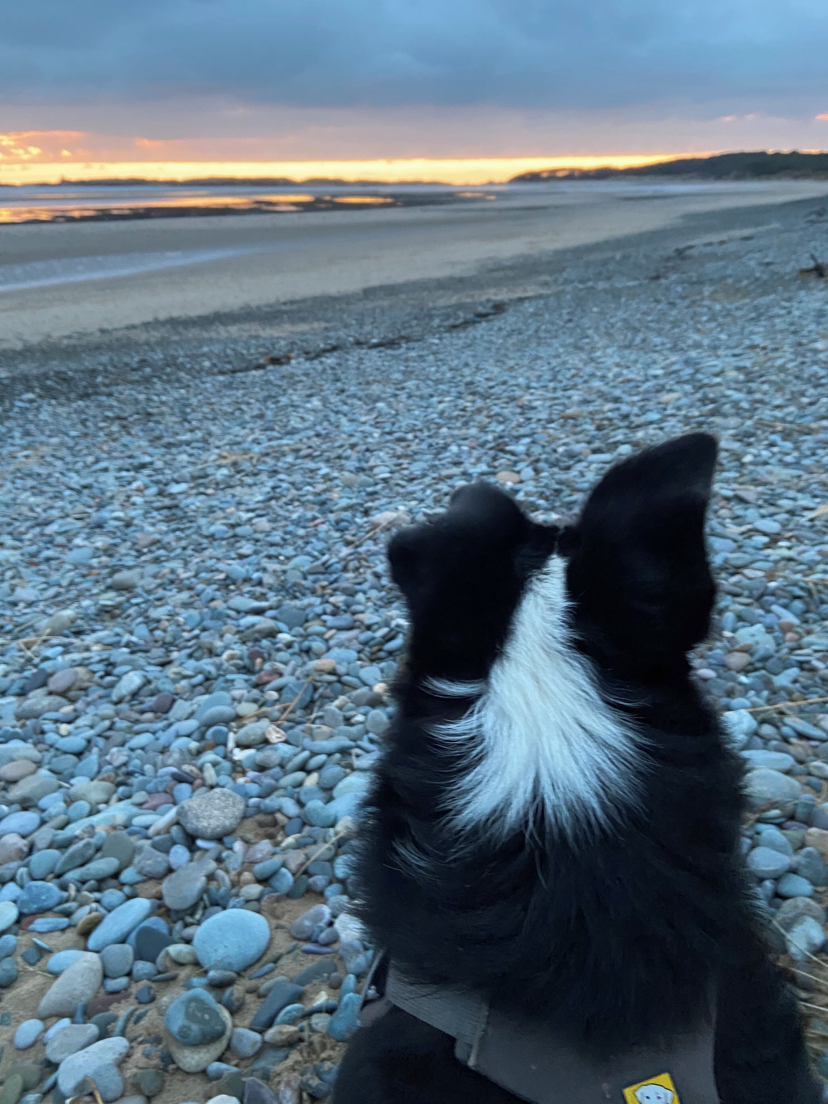 Ein schwarz-weißer Hund an einem Kiesstrand mit Sonnenuntergang im Hintergrund.