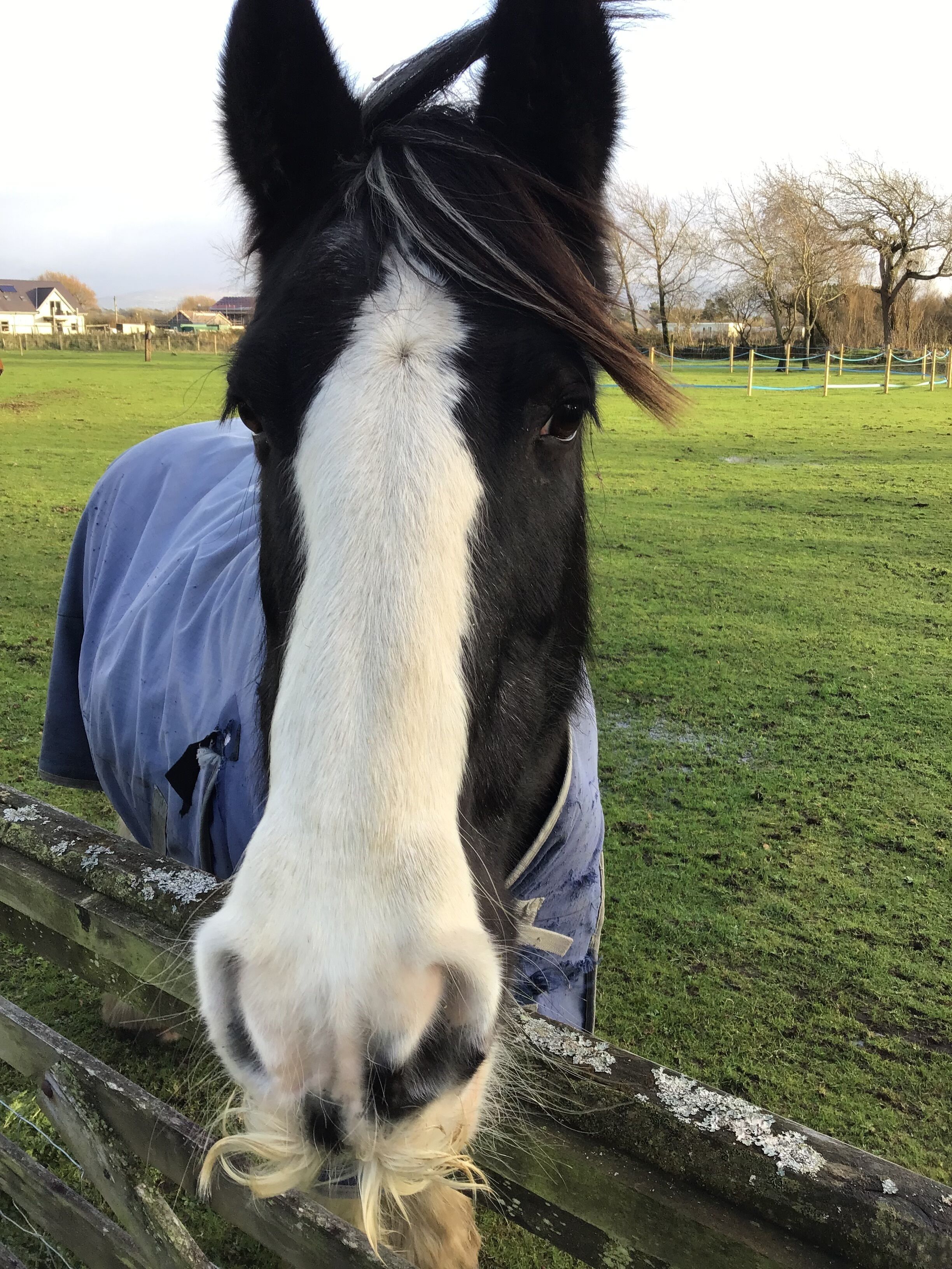 Ein Pferd mit weißem Gesicht und schwarzem Körper, das eine blaue Decke trägt und hinter einem Holzzaun in einem grasbewachsen Feld steht.