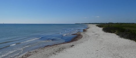 Lettini da mare