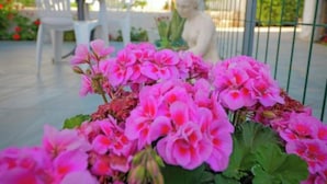 Um jardim com flores cor-de-rosa, uma cadeira branca e uma estátua.