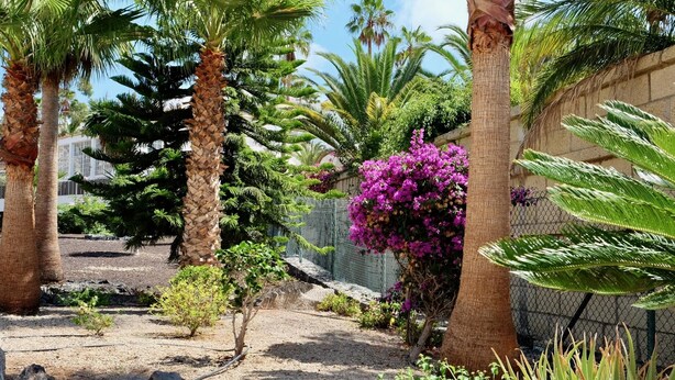 Un jardin agrémenté de palmiers, d’une clôture et de diverses plantes.