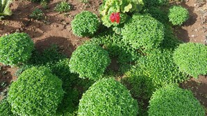 A garden with various green shrubs and a few red flowers. - Celeste Hotel (Fethiye)
