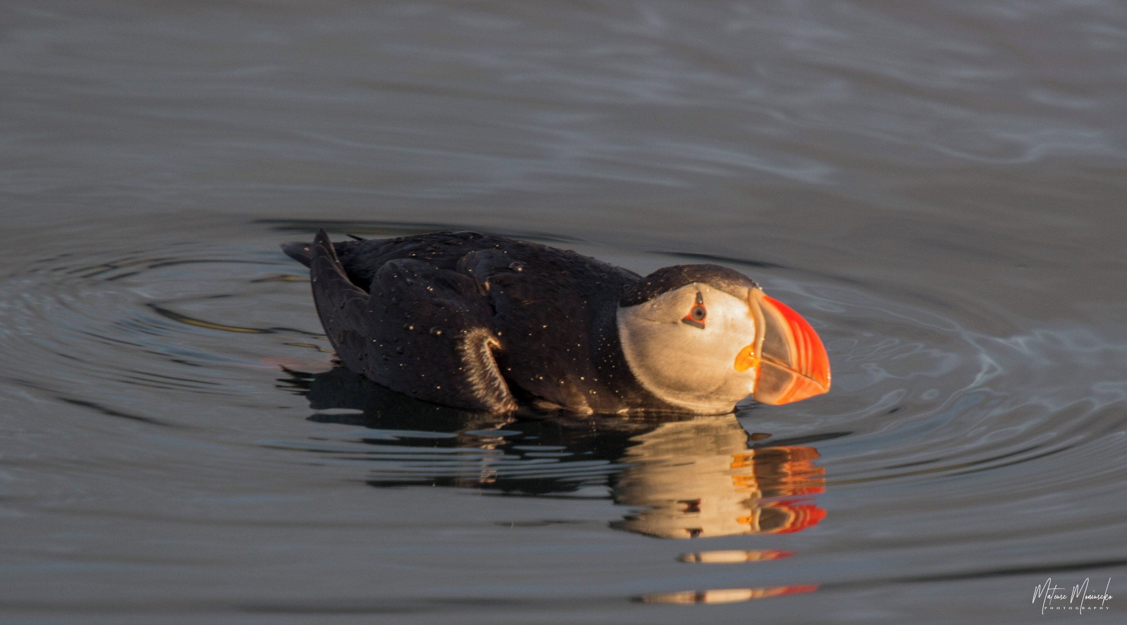 A puffin on water.