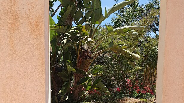 Piscina com água cristalina, rodeada por um deck de concreto e vista para vegetação exuberante e plantas floridas.