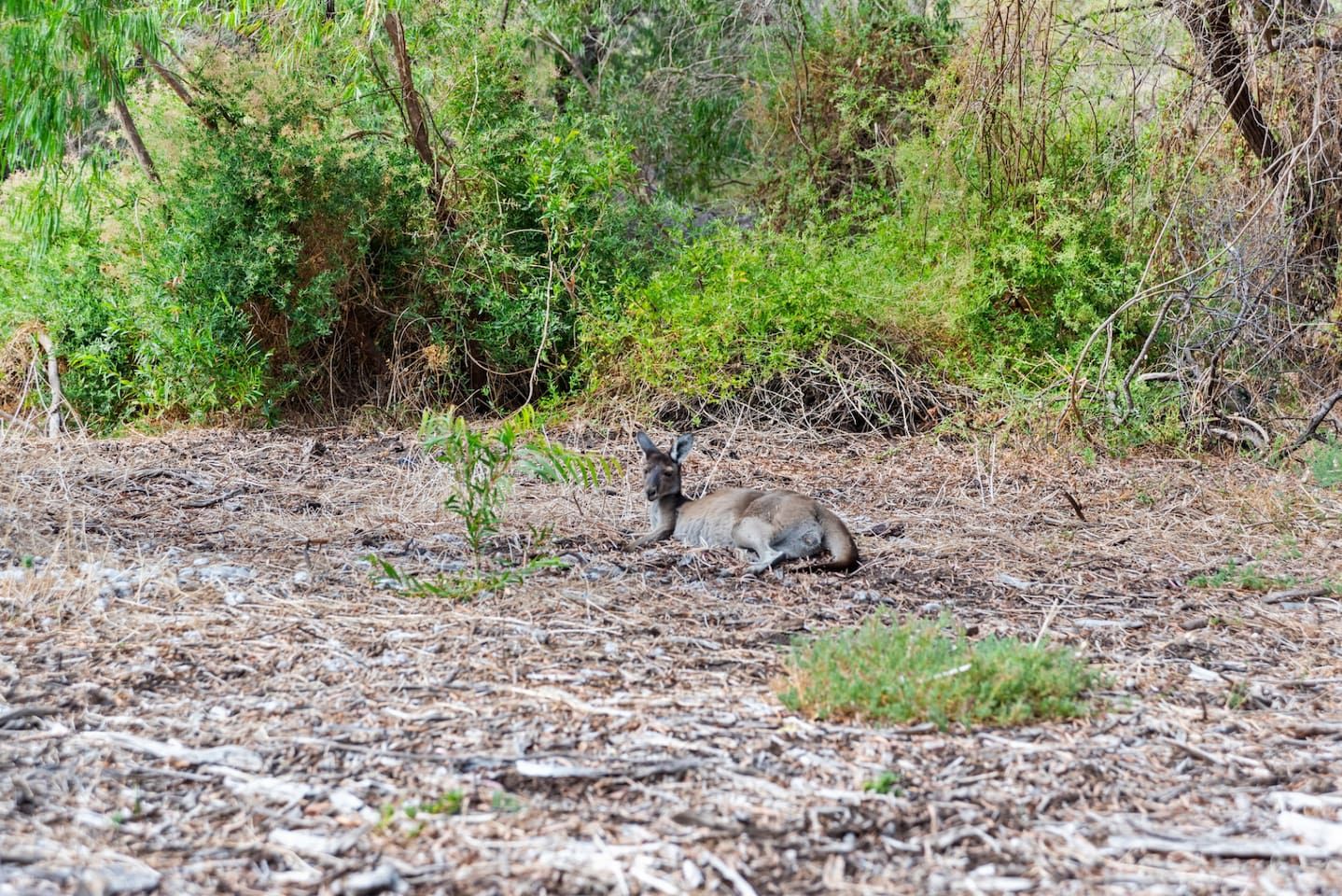 A natural outdoor setting with a deer lying on the ground surrounded by dry vegetation and bushes.