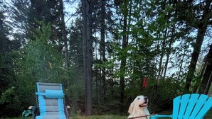 Een hond zittend op een blauwe stoel naast een kampvuur.