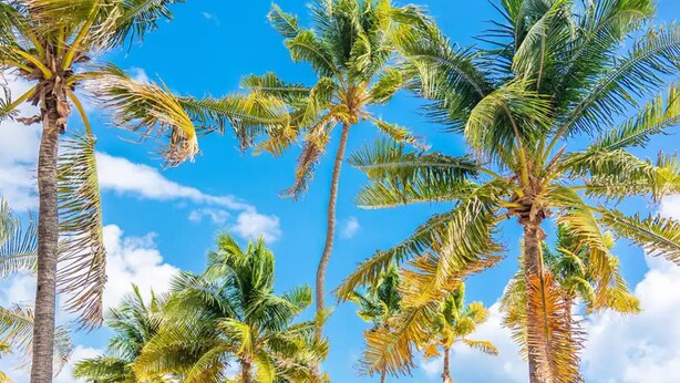 A beach with palm trees, bicycles, and beach umbrellas. - Uhost AI 1B Retreat Fully Equipped w Patio (Fort Lauderdale)