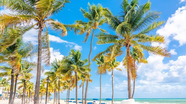 A beach with palm trees, a bicycle, and beach chairs. - Uhost AI Stylish 1BR Bright Space w Patio (Fort Lauderdale)