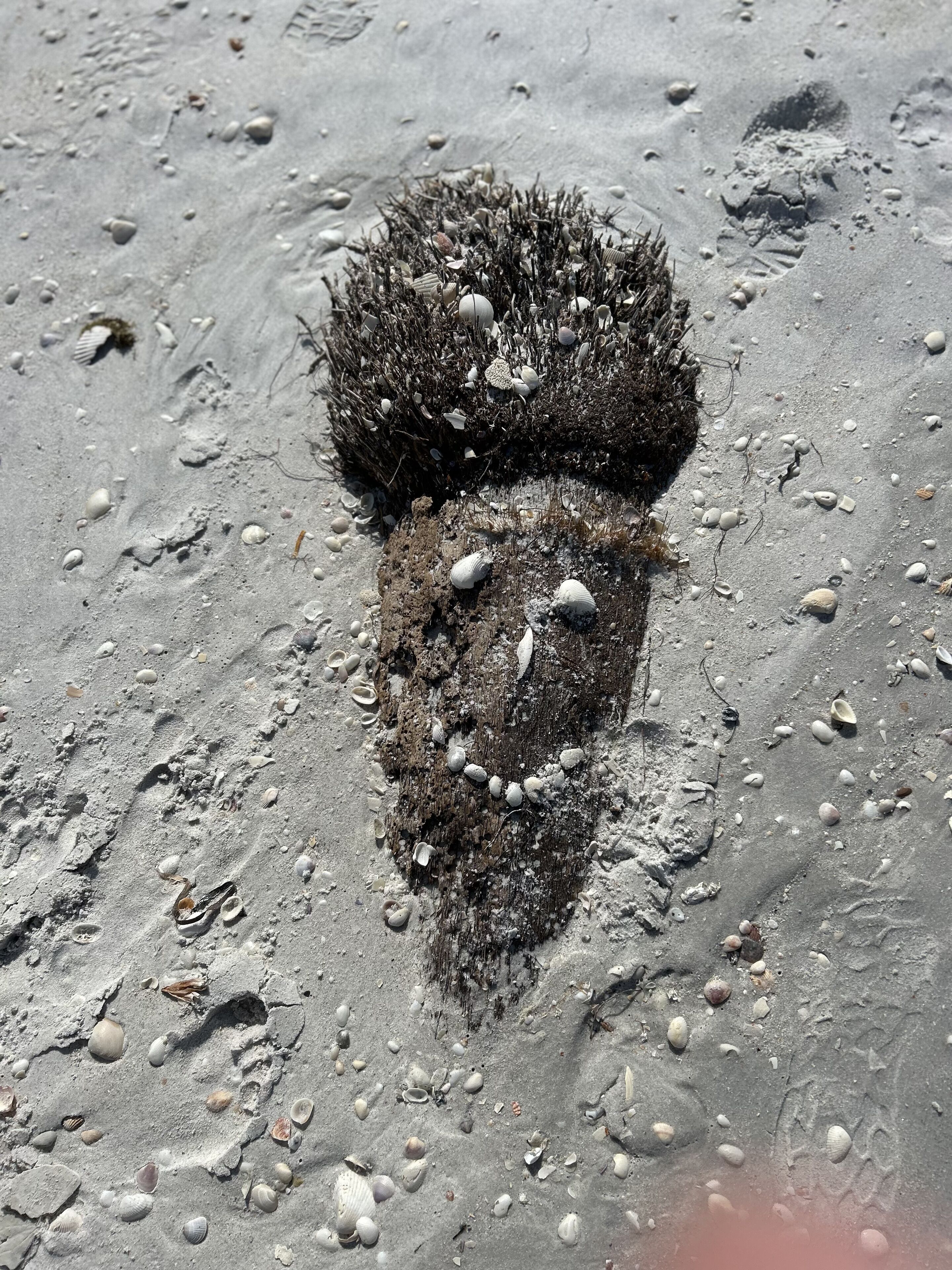 A sandy beach with scattered seashells and seaweed.