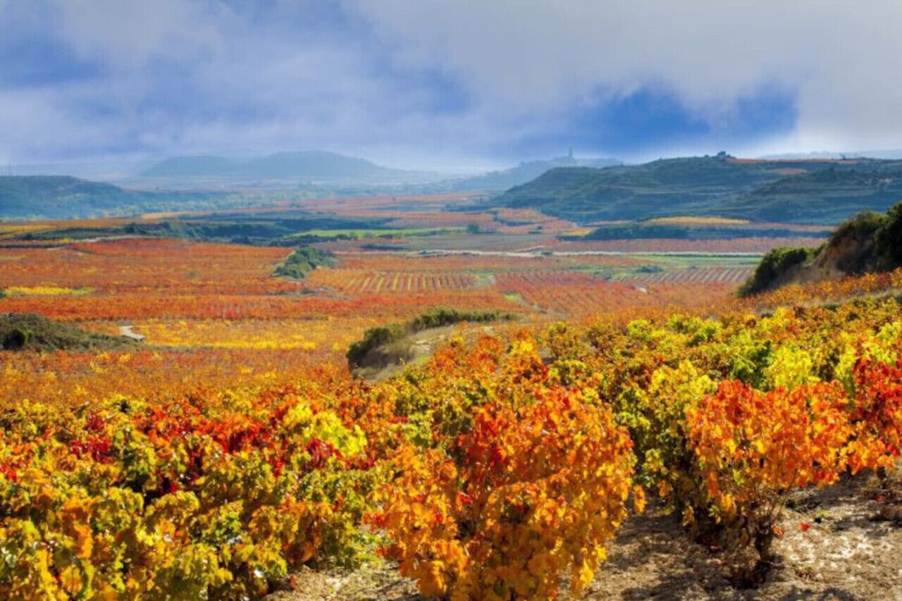 Viñedo con hileras de vid en tonos otoñales.