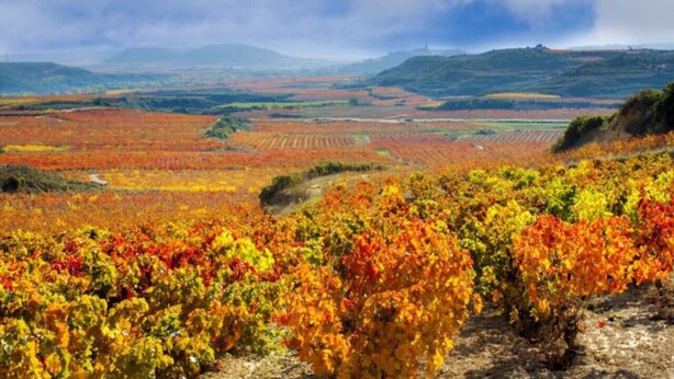 A vineyard with rows of grapevines in autumn colors. - Stunning Flat Historic Center Plaza Mercado (Logroño)