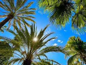 Property grounds - Casa Blandina In town, Restaurants, pickle, beach, private pool, Hot tub  (Los Barriles)