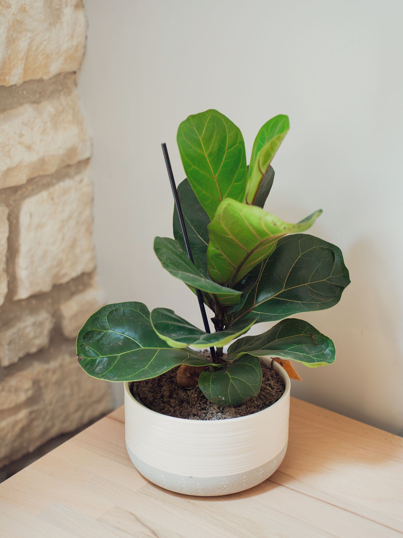 A potted plant with broad green leaves in a white pot on a wooden surface.