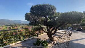 Un arbre dont la partie supérieure a été taillée en forme décorative, une zone pavée avec une rambarde en métal et une vue dégagée sur les collines lointaines.
